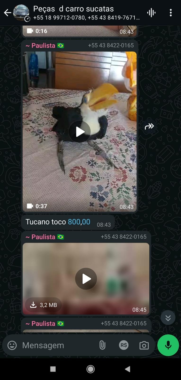 d292238d-48d4-4c9b-b122-6ec3527fec5f Em Londrina: Polícia Ambiental Resgata Filhote de Tucano-Toco em Operação Contra Venda Ilegal